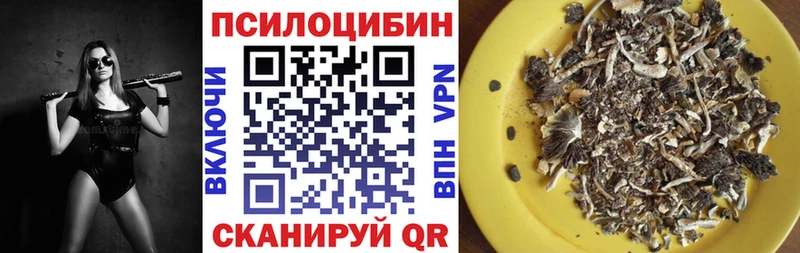 где найти наркотики  Павловск  Галлюциногенные грибы мицелий 